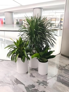 巧妙的奉化绿化修剪设计，让城市焕发生机！